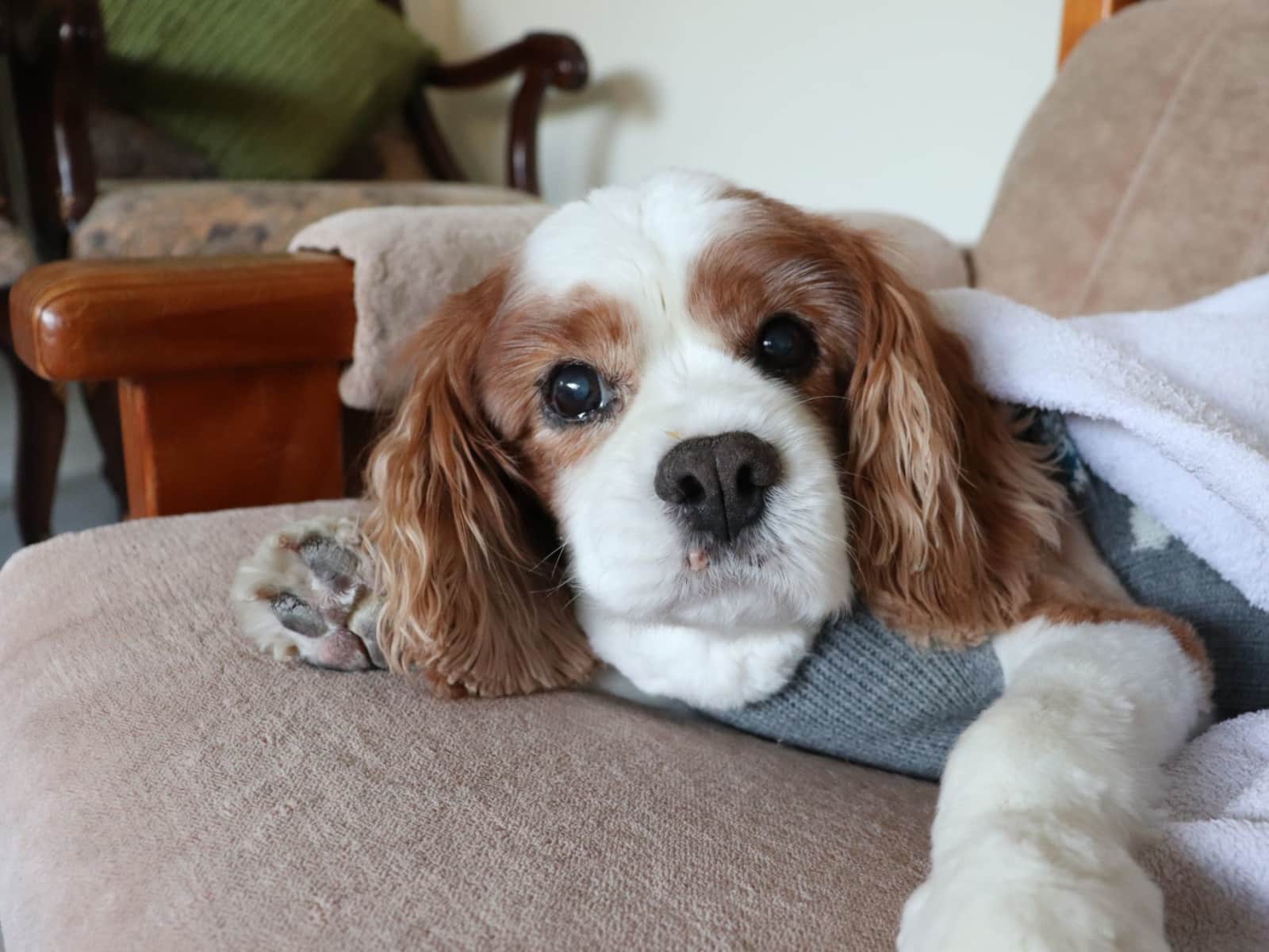 Housesitting assignment in Macquarie Park, New South Wales, Australia