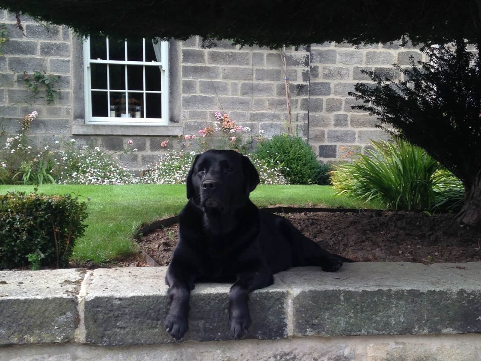 Housesitting assignment in Chesterfield, United Kingdom