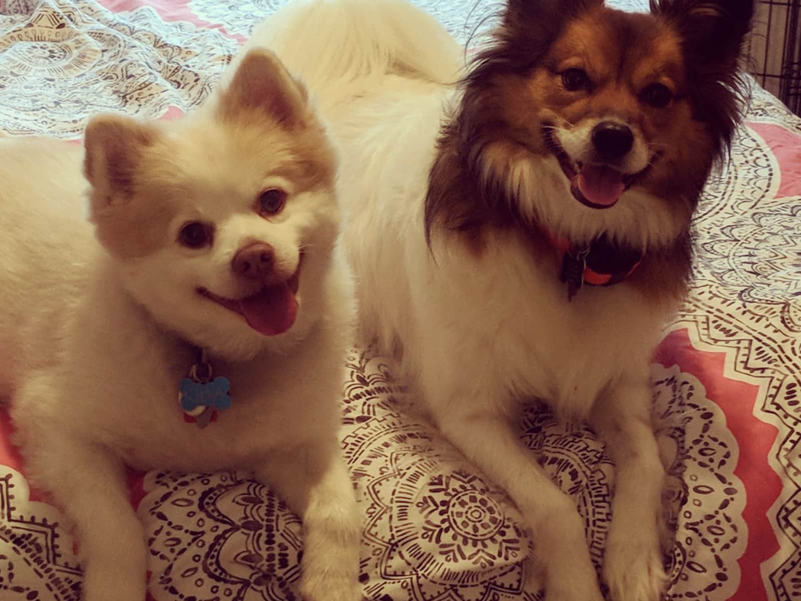 Housesitting assignment in The Woodlands, Texas, United States