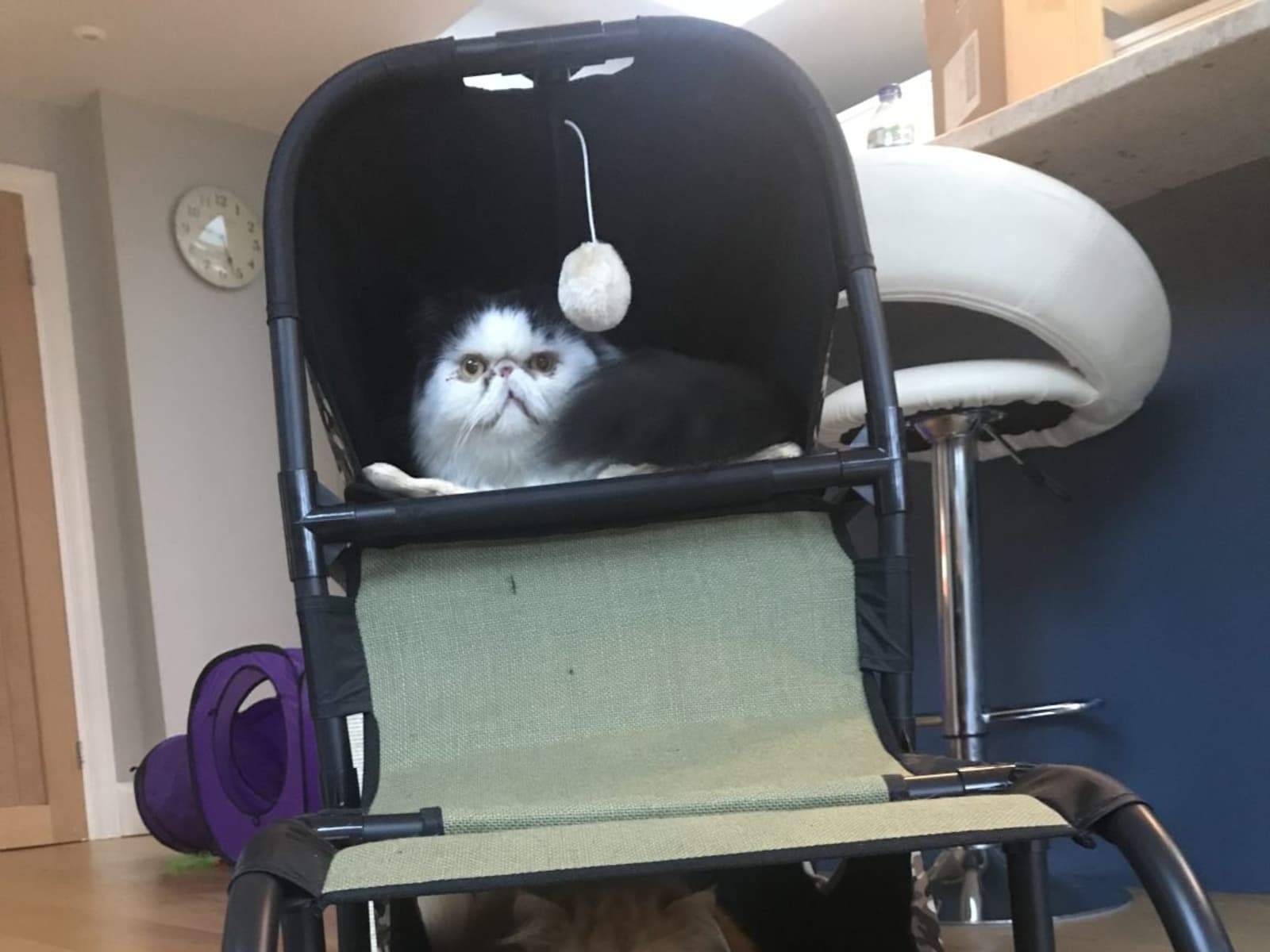 Housesitting assignment in Bristol, United Kingdom