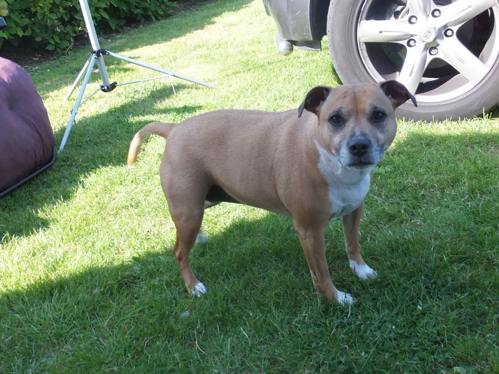 Housesitting assignment in Pickering, United Kingdom