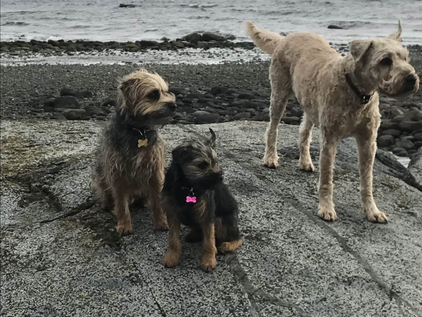 Housesitting assignment in Courtenay, British Columbia, Canada