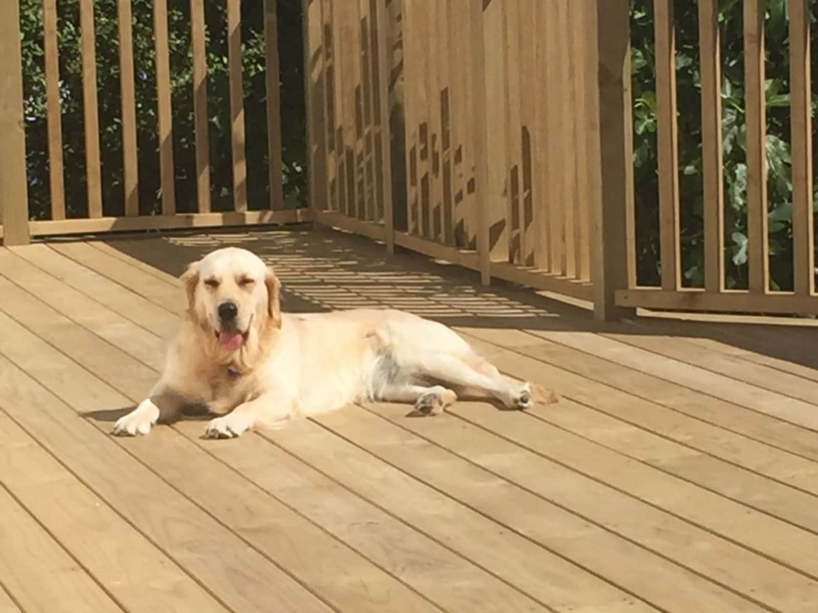 Housesitting assignment in Auckland, New Zealand