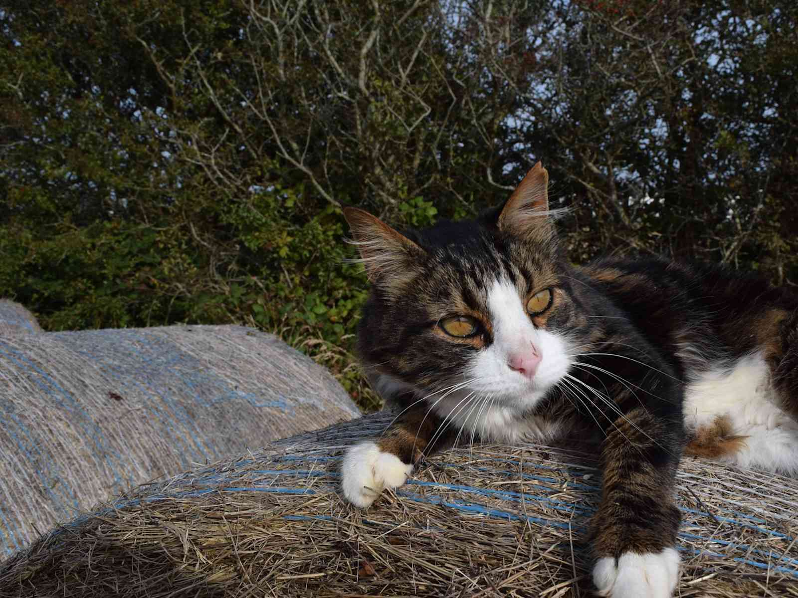 Housesitting assignment in Douglas, Isle of Man