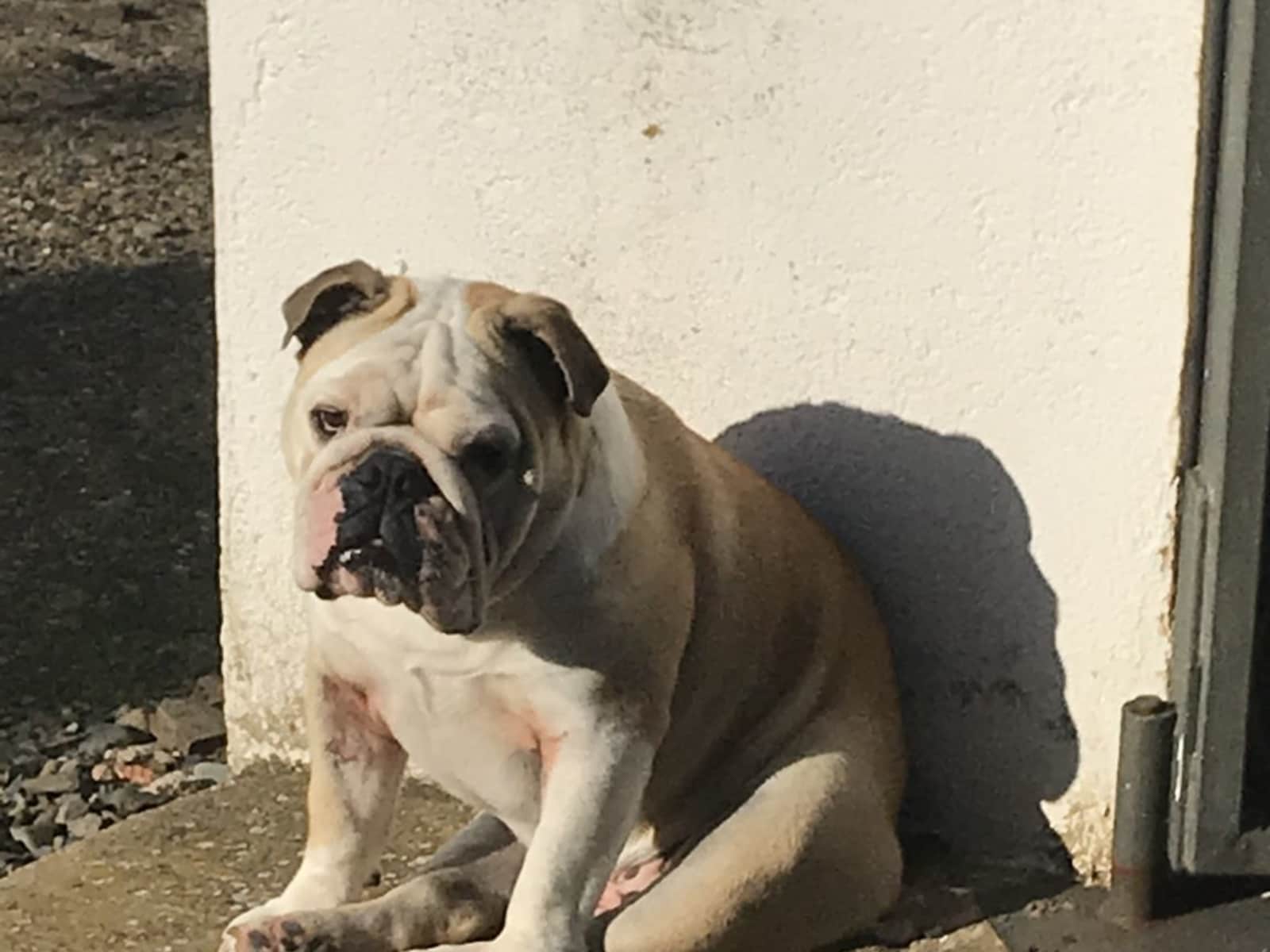 Housesitting assignment in Duesaigües, Spain