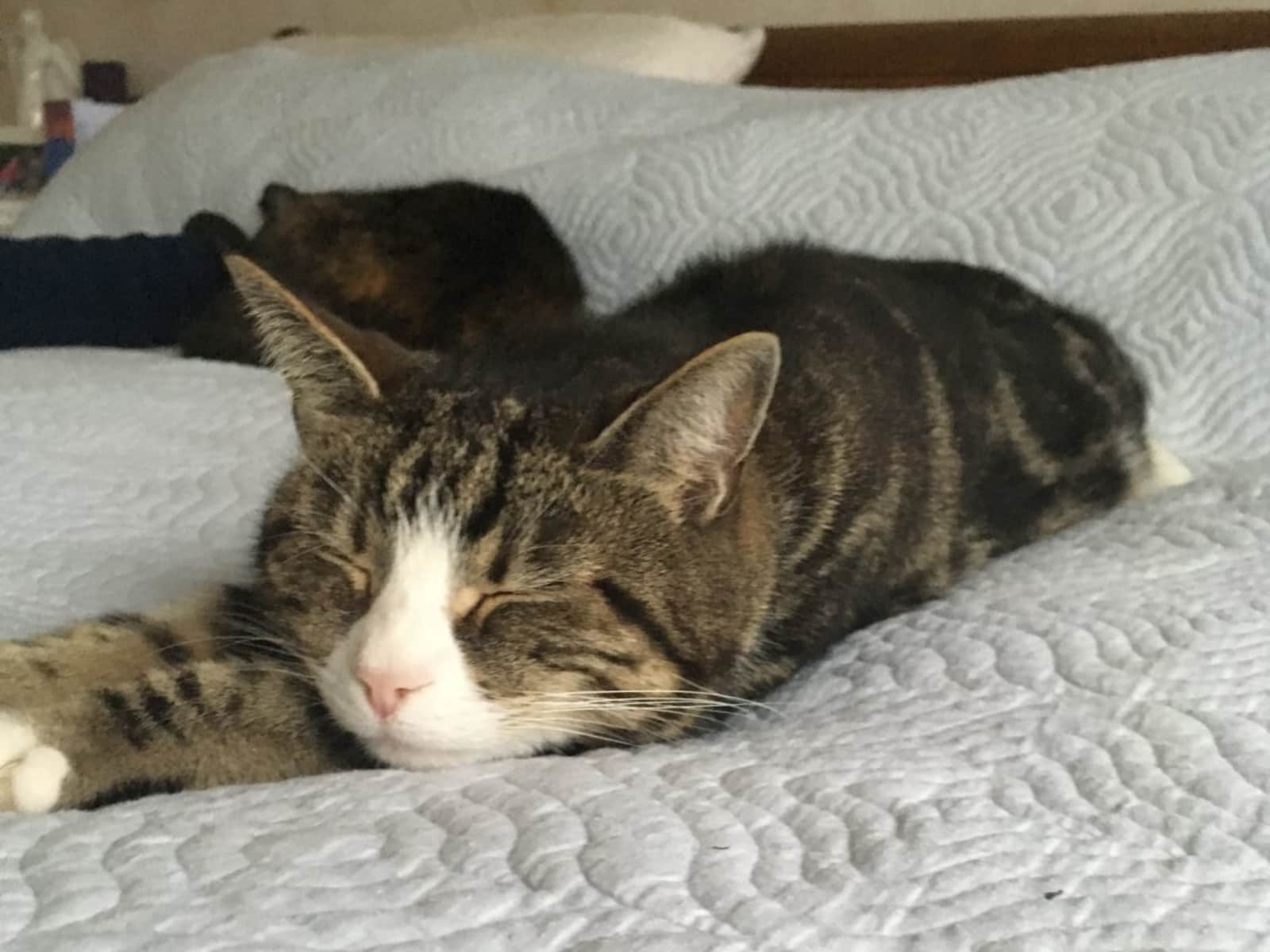 Housesitting assignment in Haywards Heath, United Kingdom