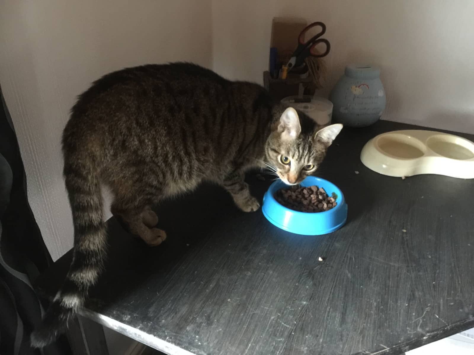 Housesitting assignment in Newtown, United Kingdom
