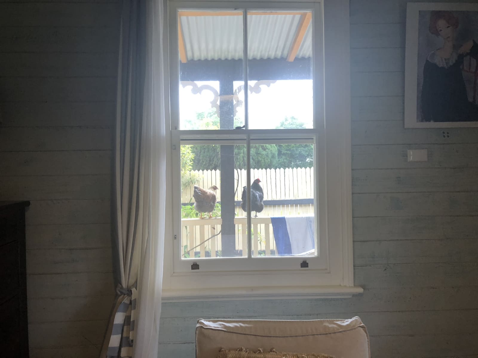 Housesitting assignment in Bellingen, New South Wales, Australia
