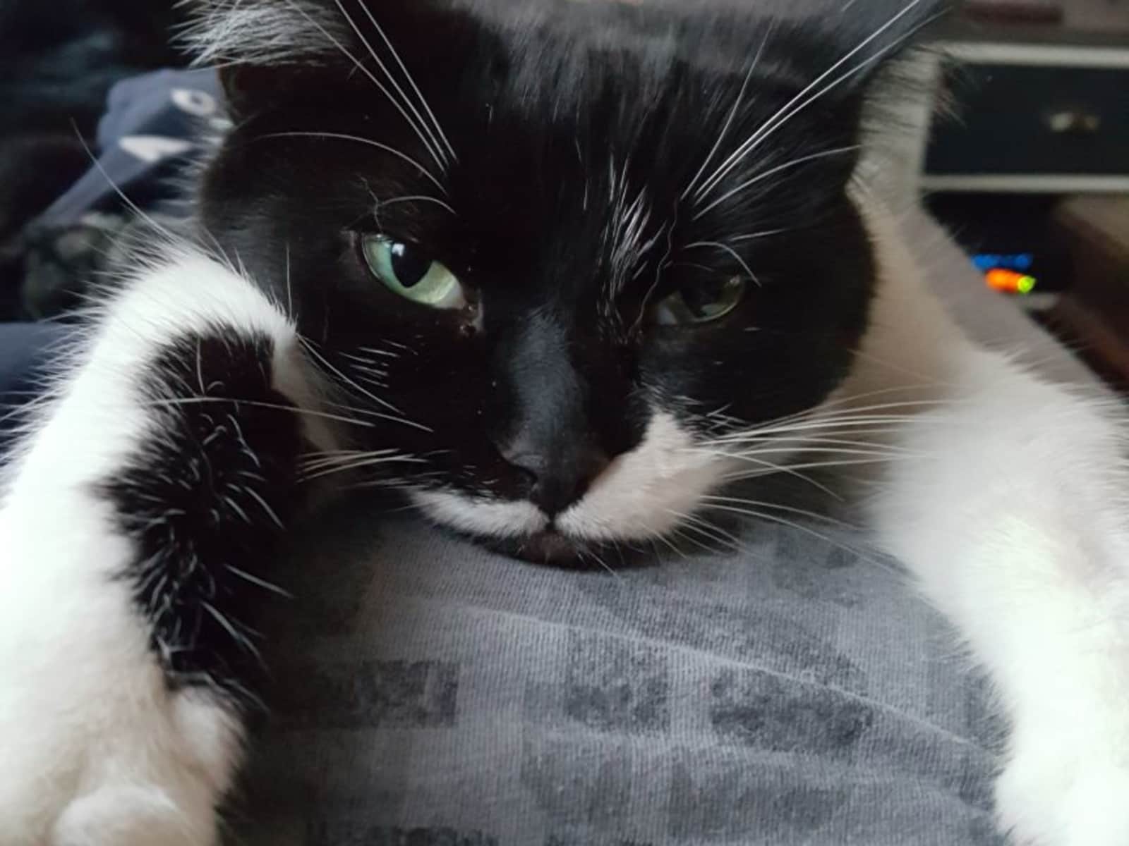 Housesitting assignment in Twickenham, United Kingdom