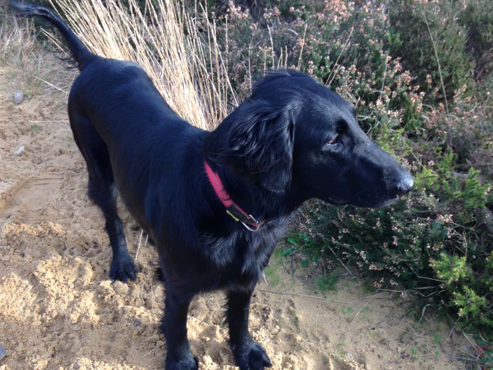 Housesitting assignment in Godalming, United Kingdom