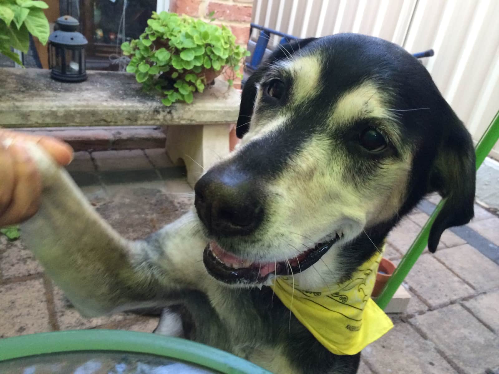 Housesitting assignment in Gosnells, Western Australia, Australia