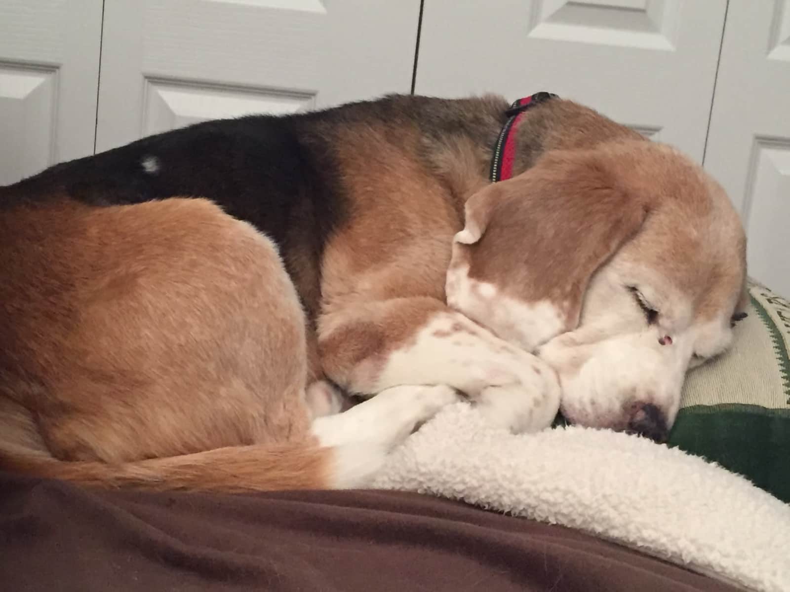 Housesitting assignment in Ponoka, Alberta, Canada