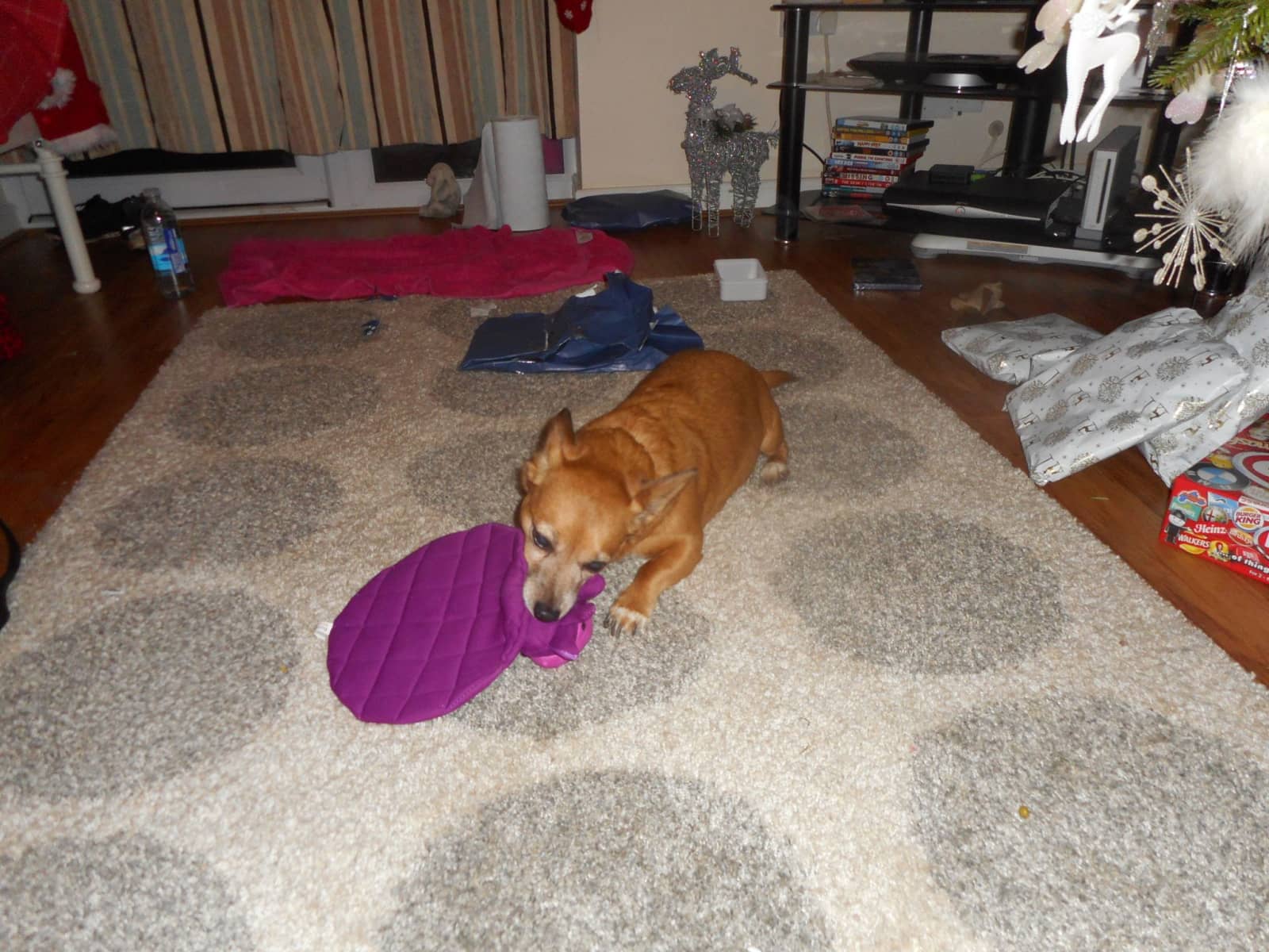 Housesitting assignment in Oxford, United Kingdom
