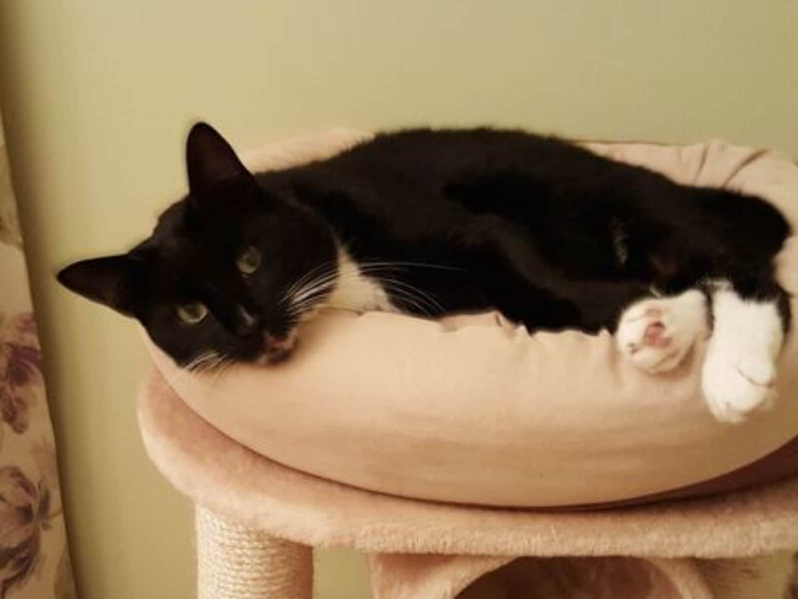 Housesitting assignment in Great Dunmow, United Kingdom