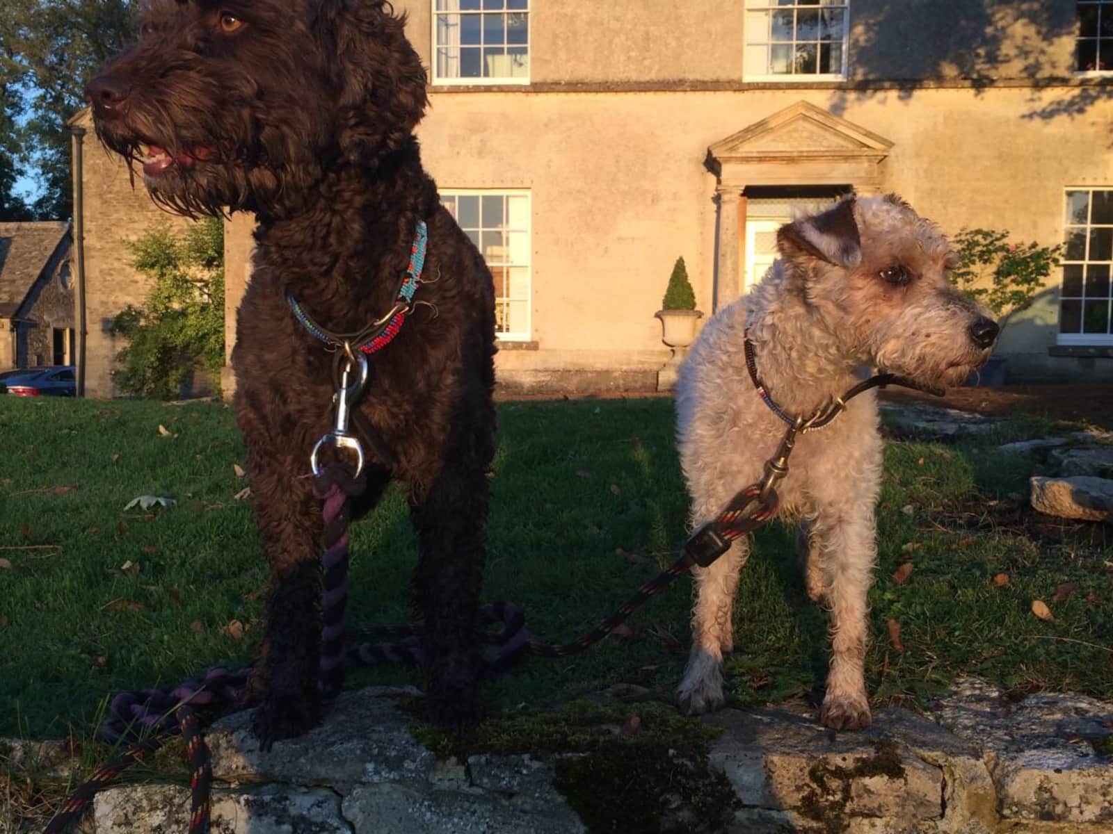 Housesitting assignment in Stroud, United Kingdom