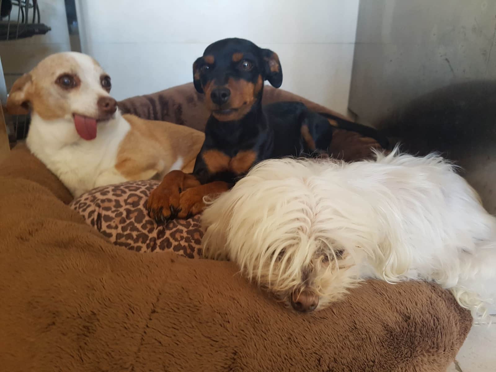 Housesitting assignment in Altea la Vella, Spain