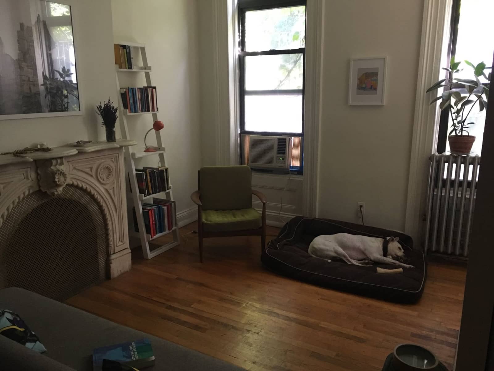 Housesitting assignment in Brooklyn, New York, United States