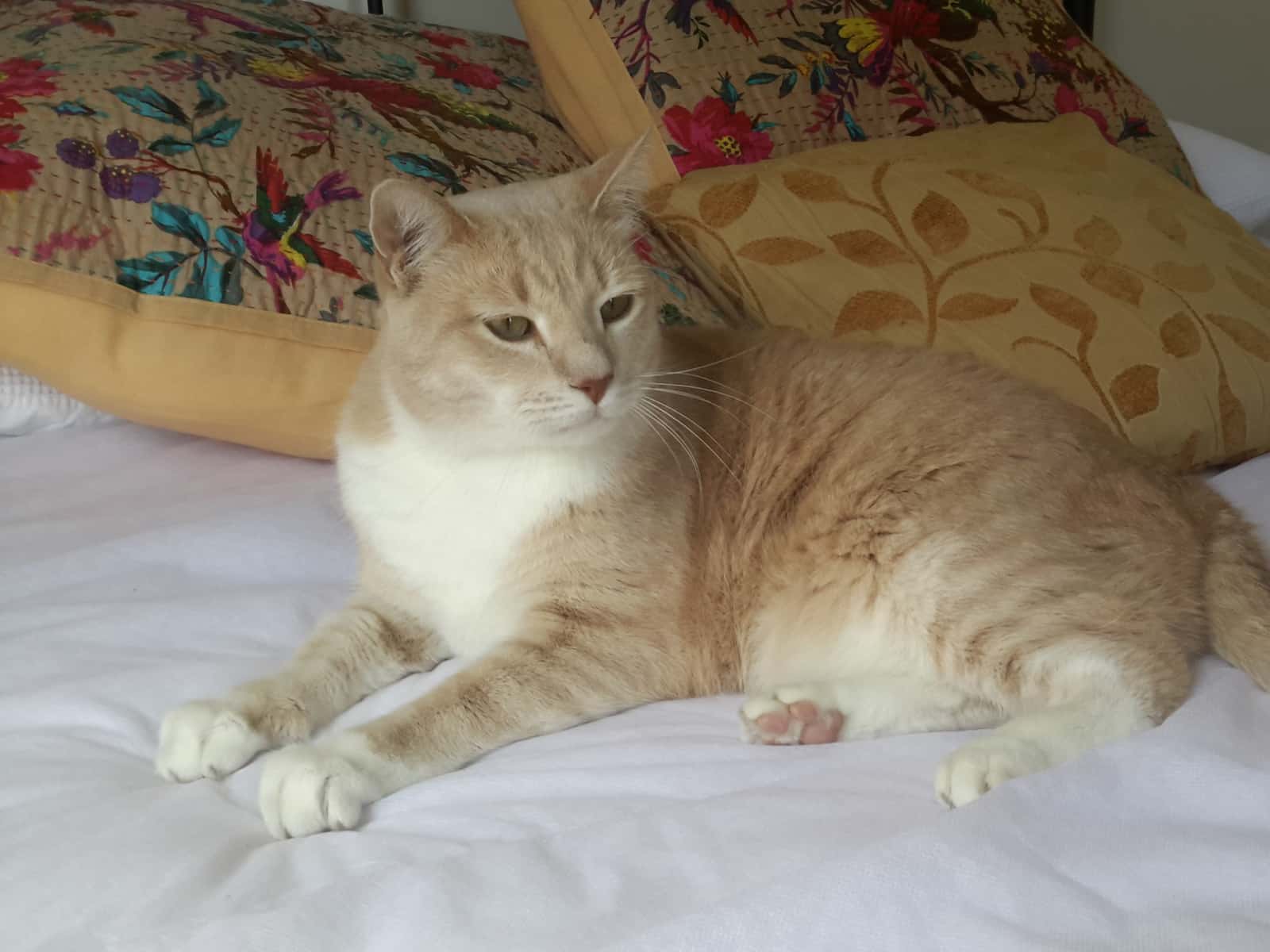 Allison from Sunshine Coast, Queensland, Australia