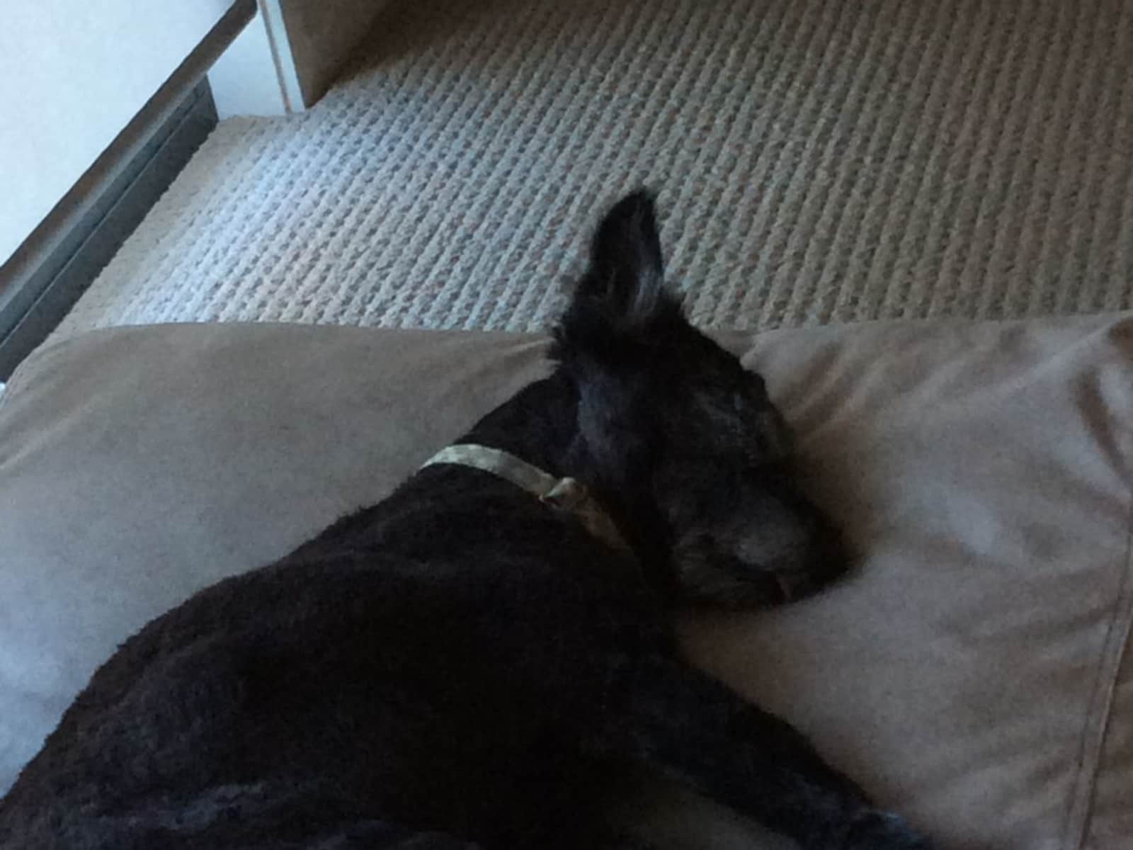 Housesitting assignment in Queanbeyan, New South Wales, Australia