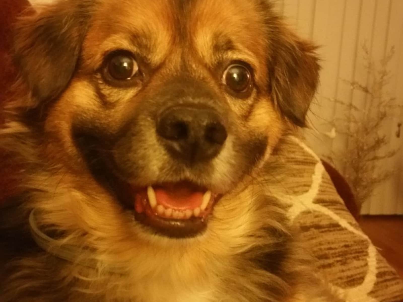 Housesitting assignment in Millis, Massachusetts, United States