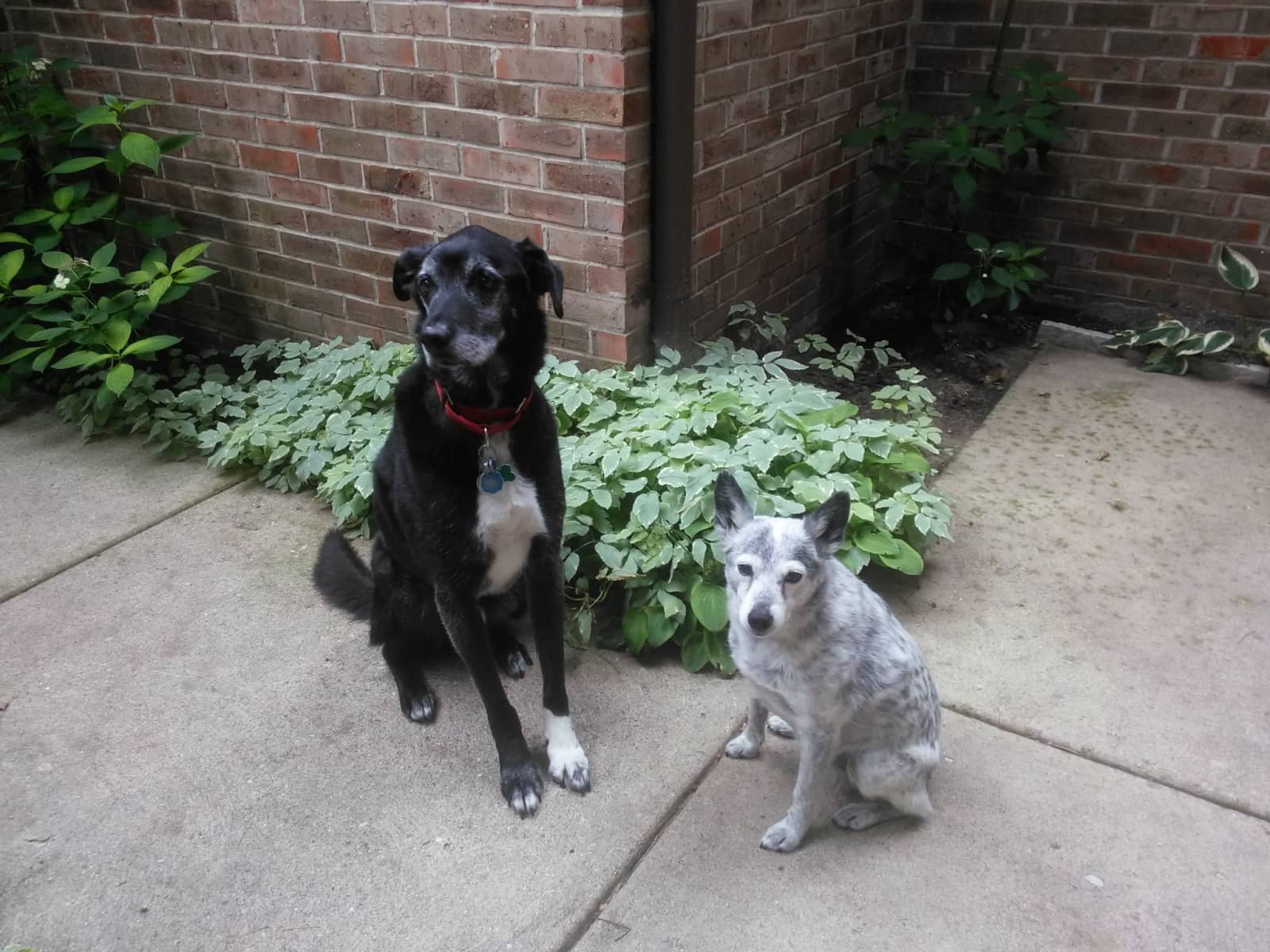 Housesitting assignment in Bingham Farms, Michigan, United States