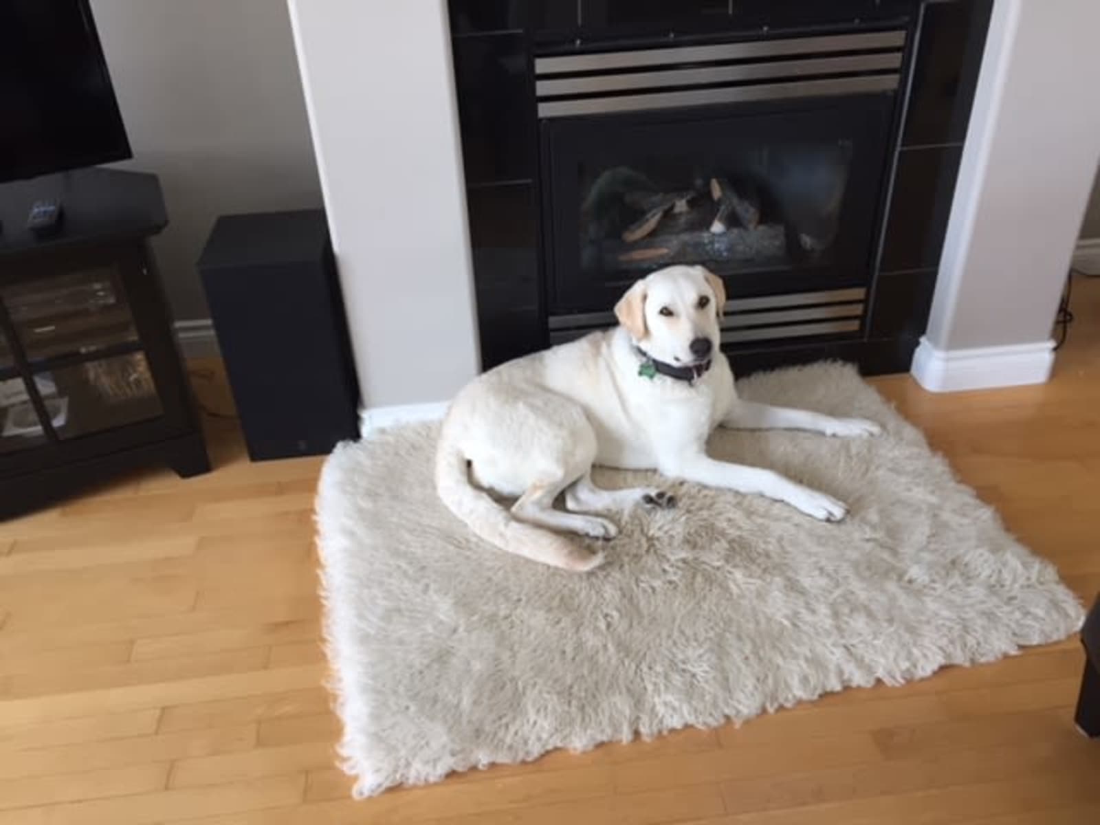 Housesitting assignment in St. Albert, Alberta, Canada