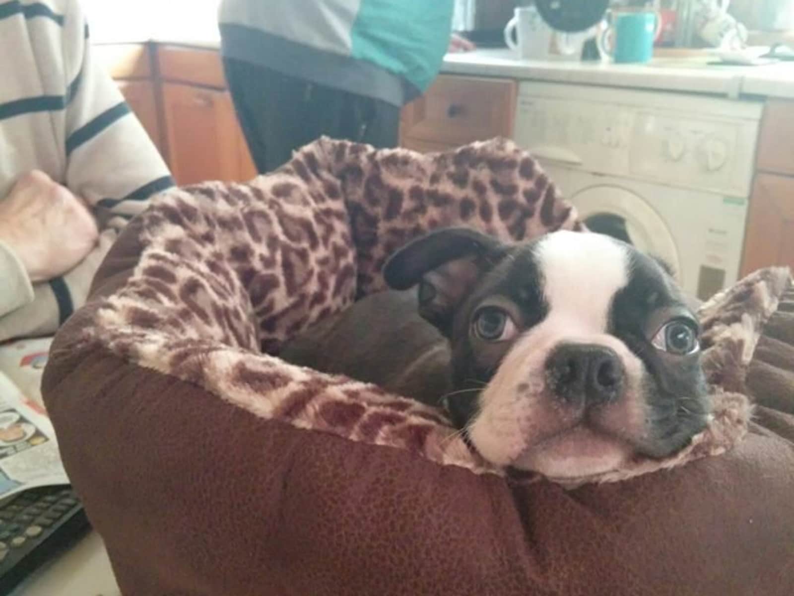 Housesitting assignment in Ilkeston, United Kingdom