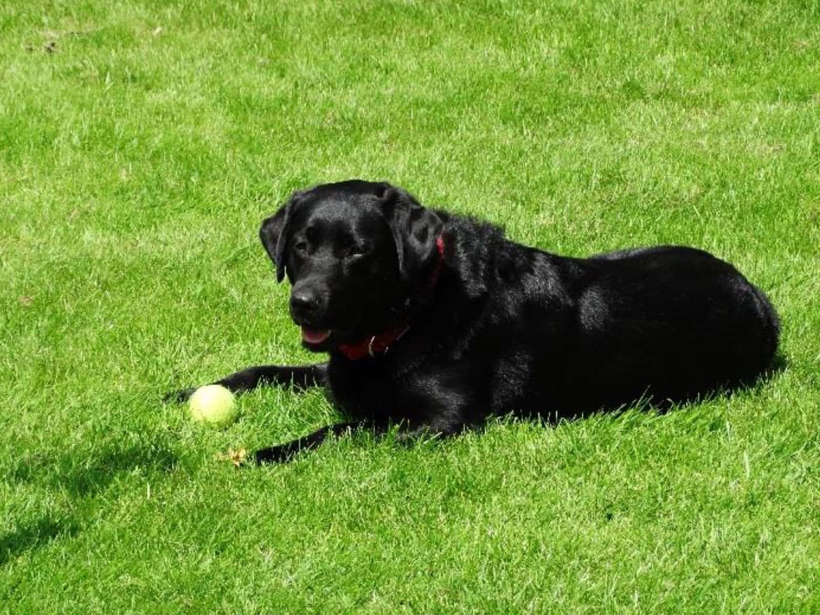 Housesitting assignment in Sheffield, United Kingdom