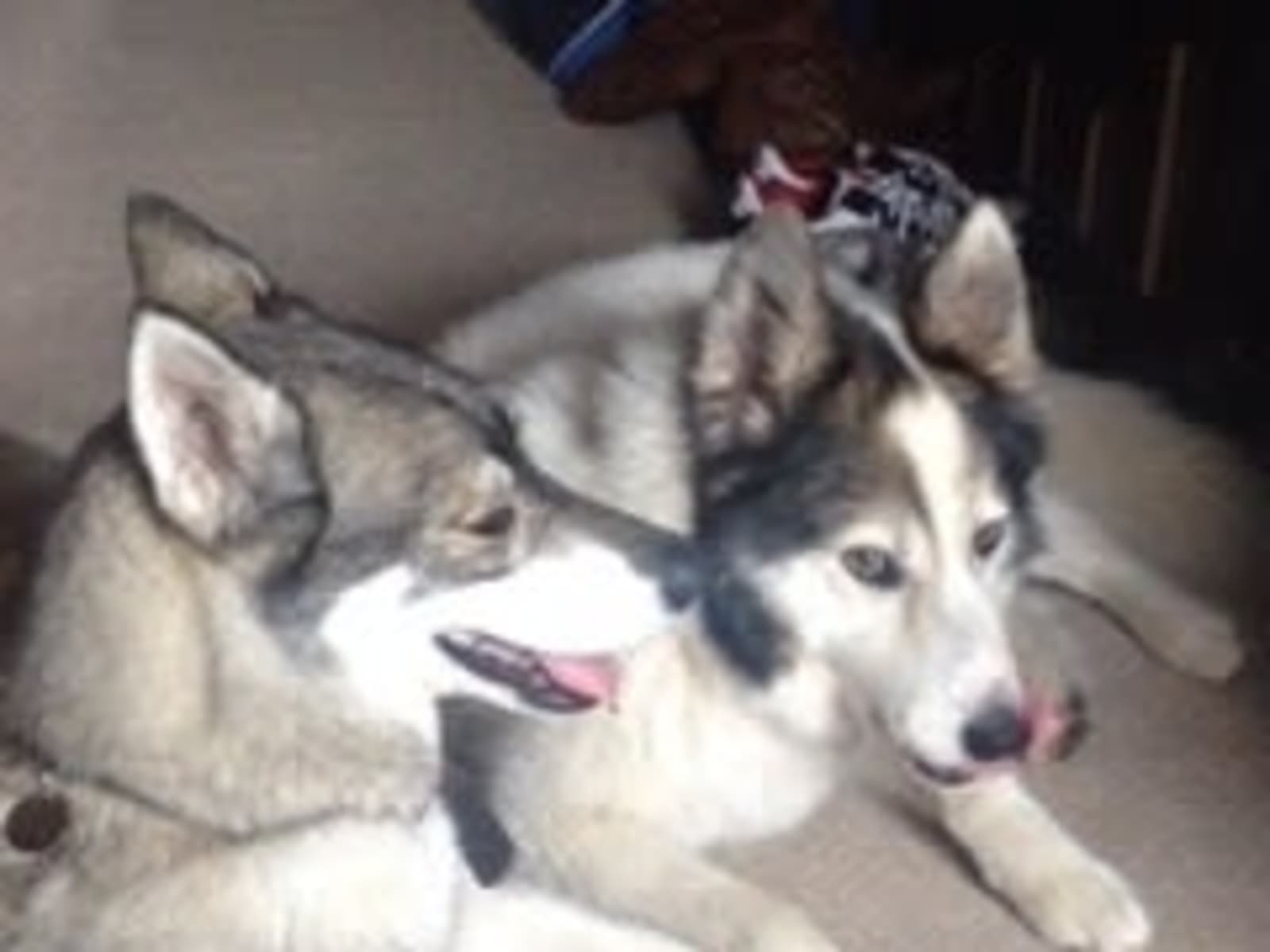 Housesitting assignment in Swanscombe, United Kingdom