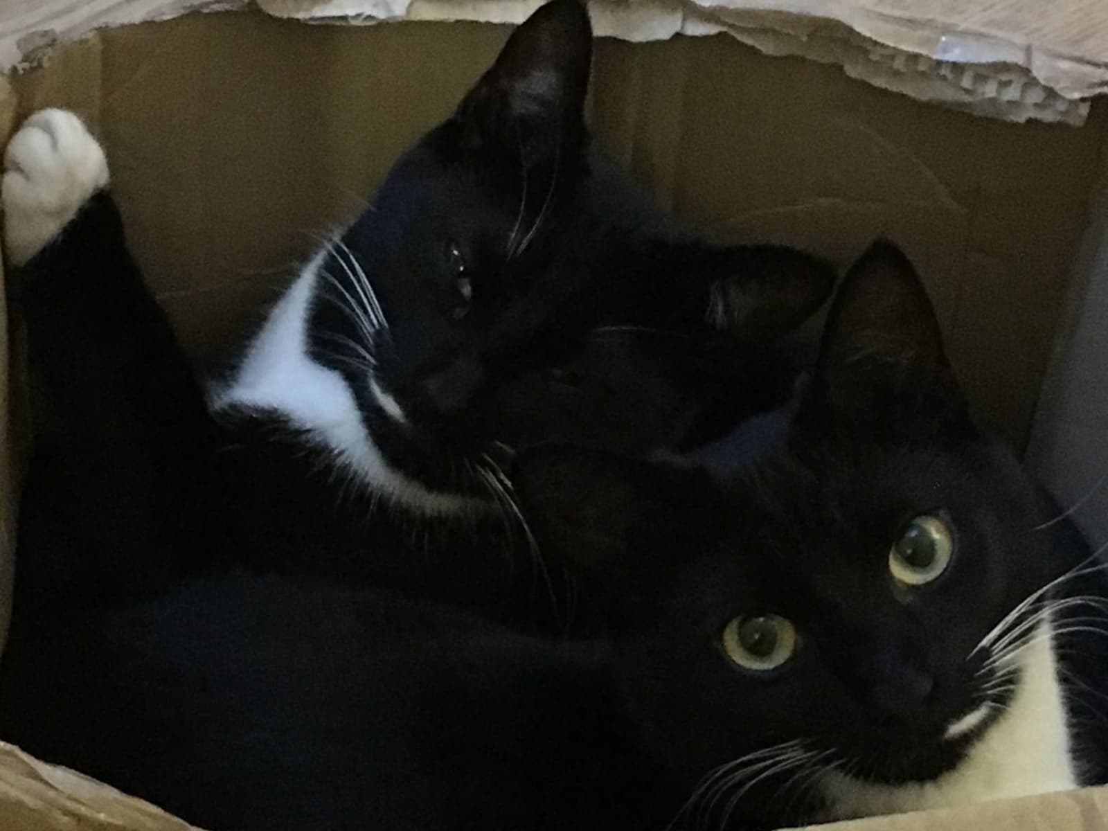 Housesitting assignment in London, United Kingdom