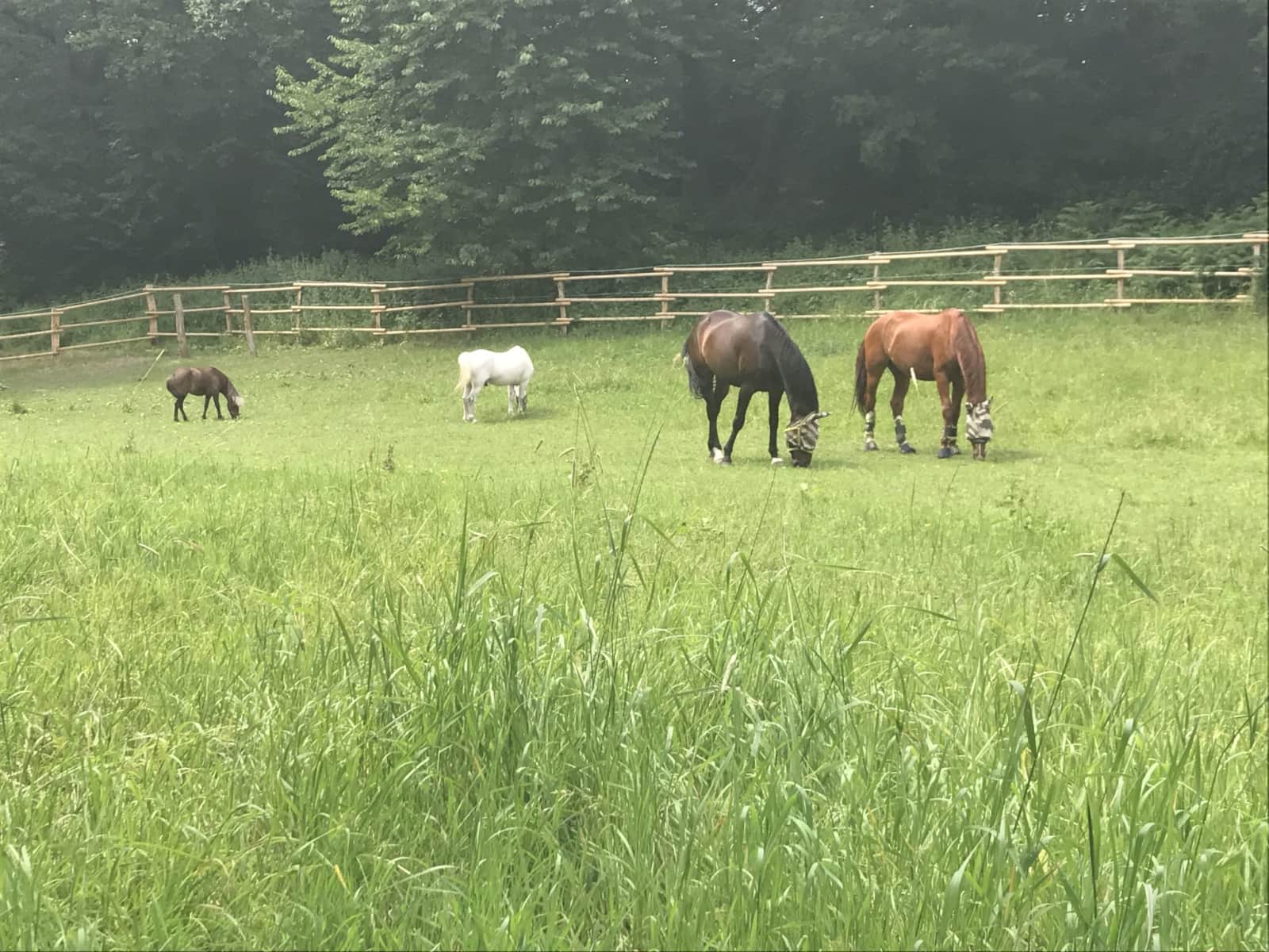 Housesitting assignment in Hattingen, Germany