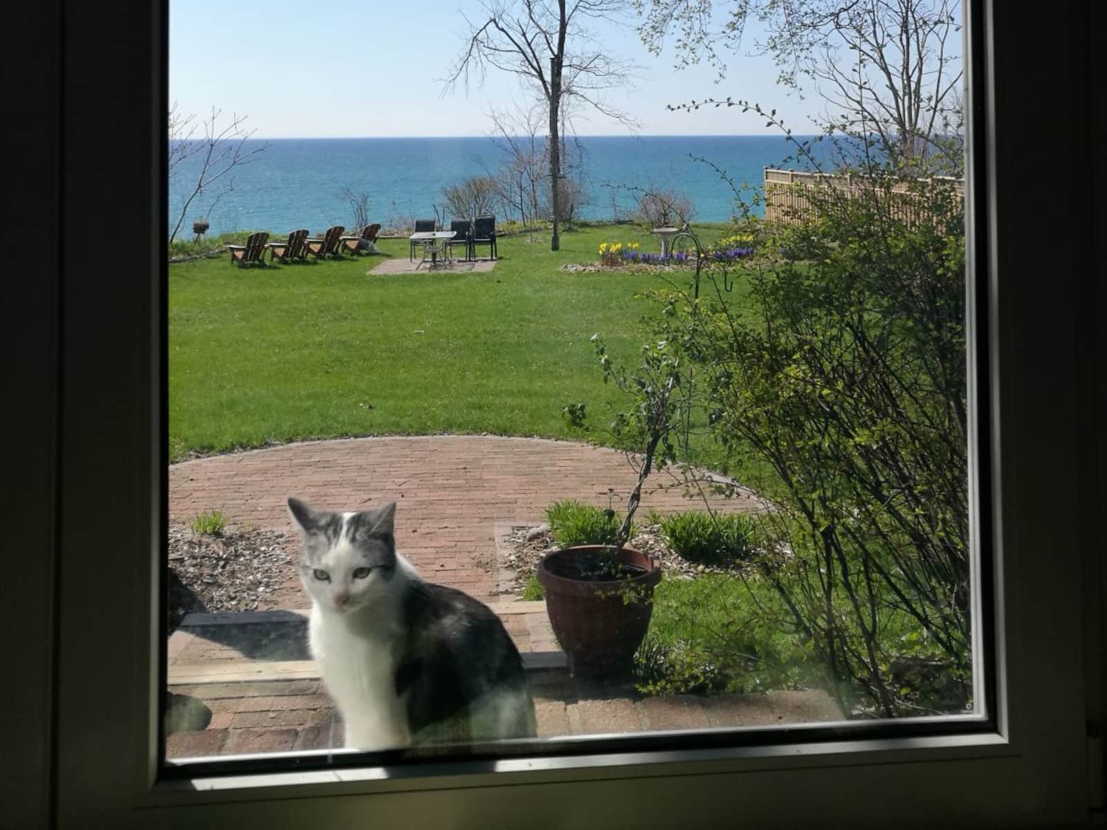Housesitting assignment in Toronto, Ontario, Canada