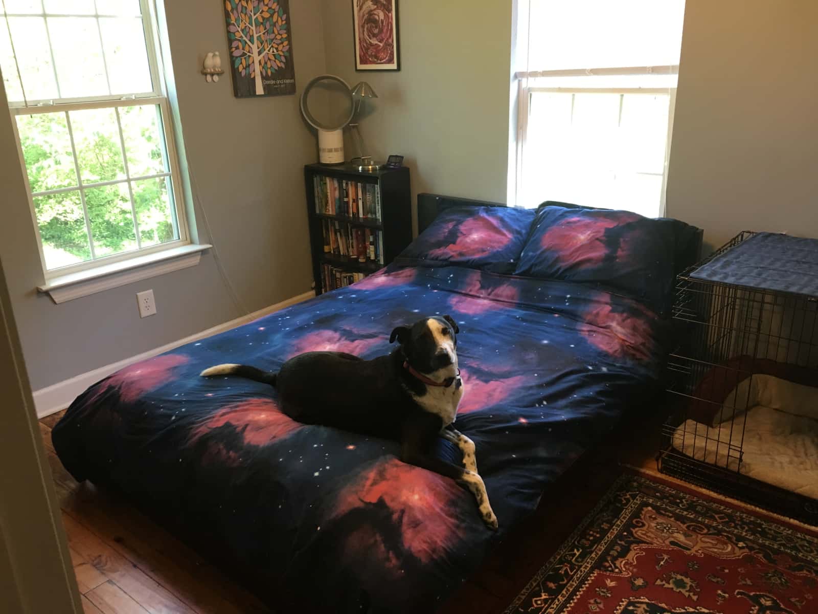 Housesitting assignment in Nashville, Tennessee, United States