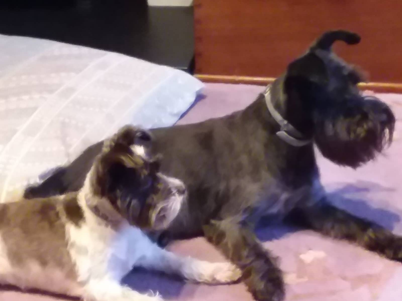 Housesitting assignment in Bristol, United Kingdom
