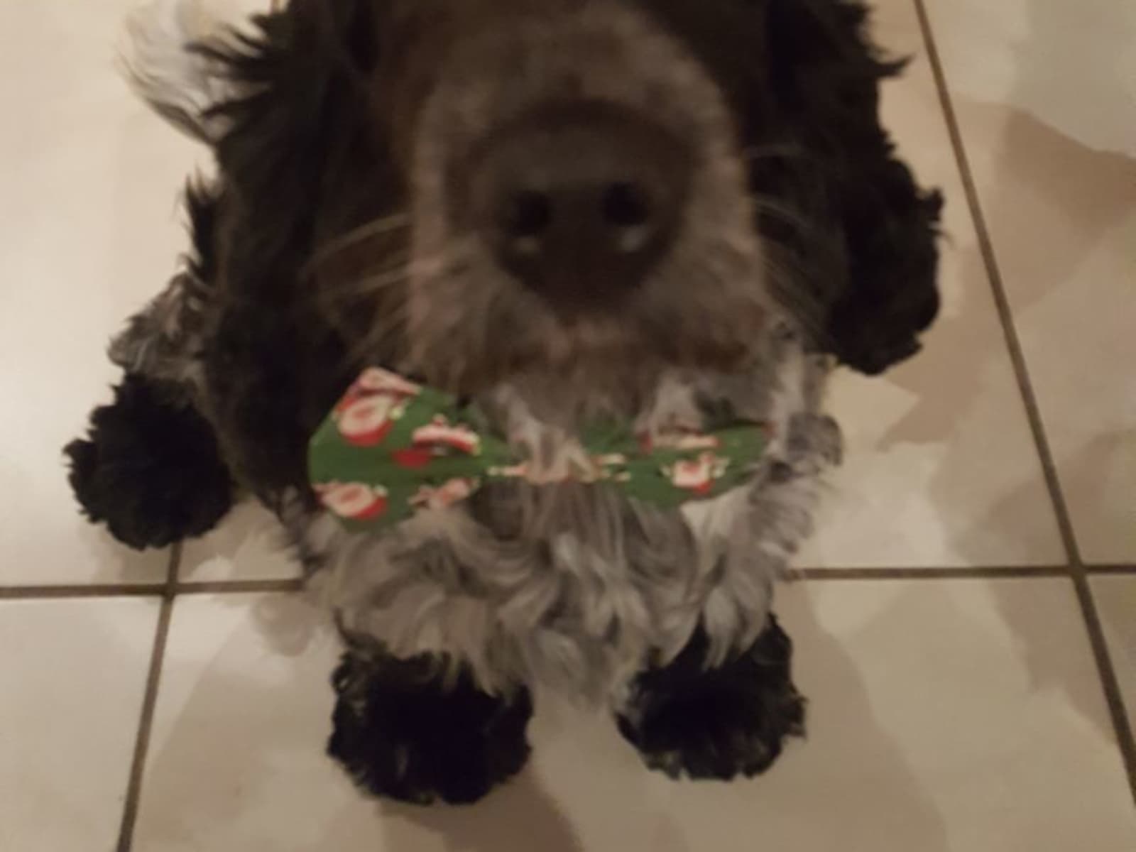 Housesitting assignment in Beaconsfield, United Kingdom