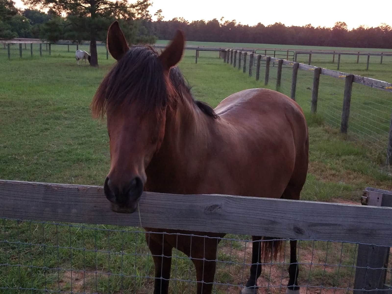 Housesitting assignment in Aiken, South Carolina, United States