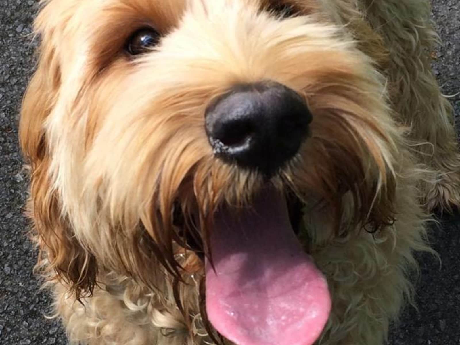 Housesitting assignment in Johnstone, United Kingdom