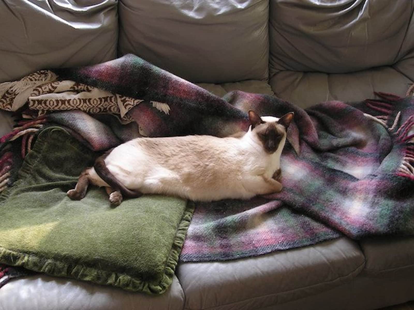 Housesitting assignment in High Wycombe, United Kingdom