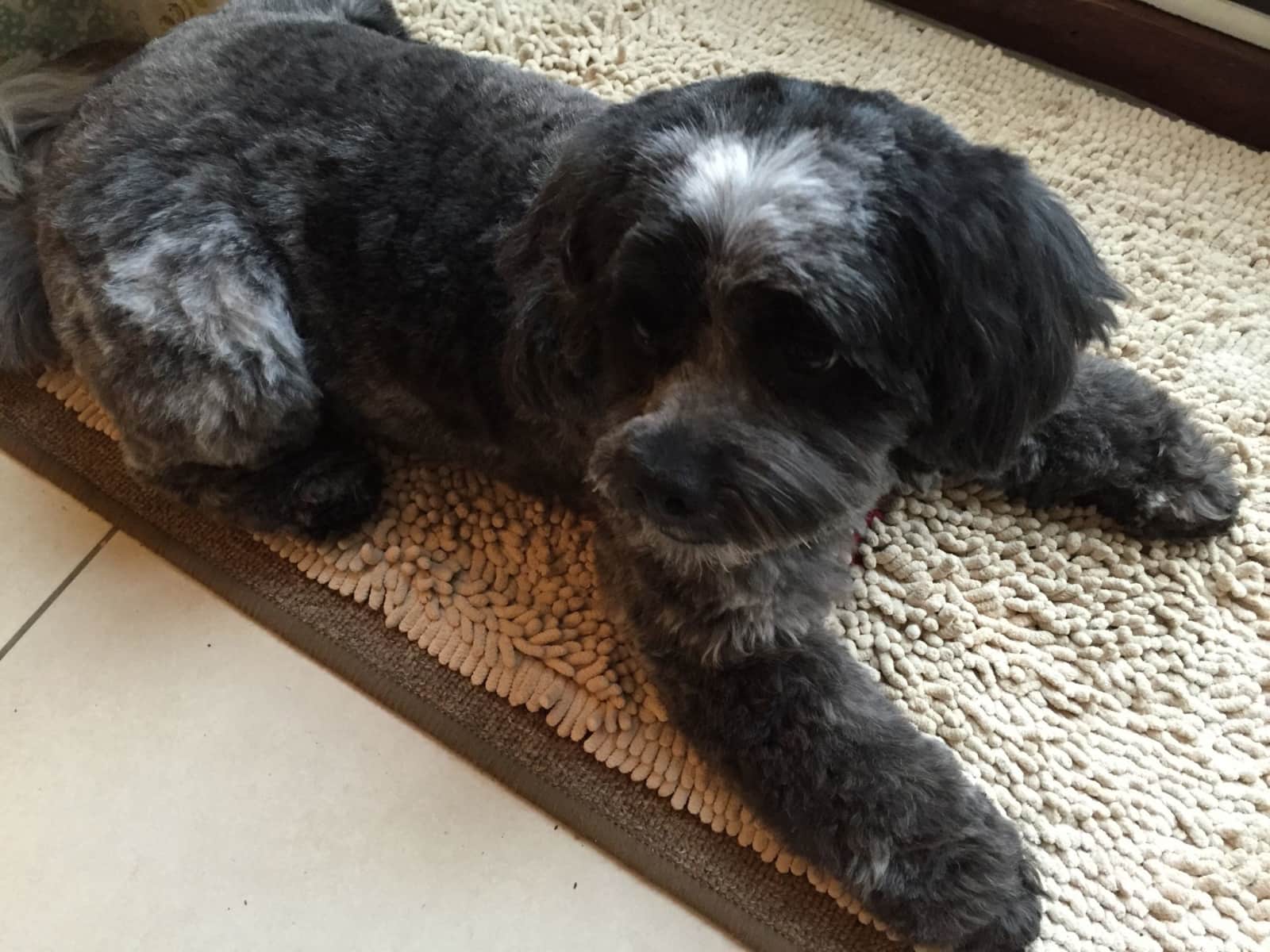 Housesitting assignment in Pewsey, United Kingdom
