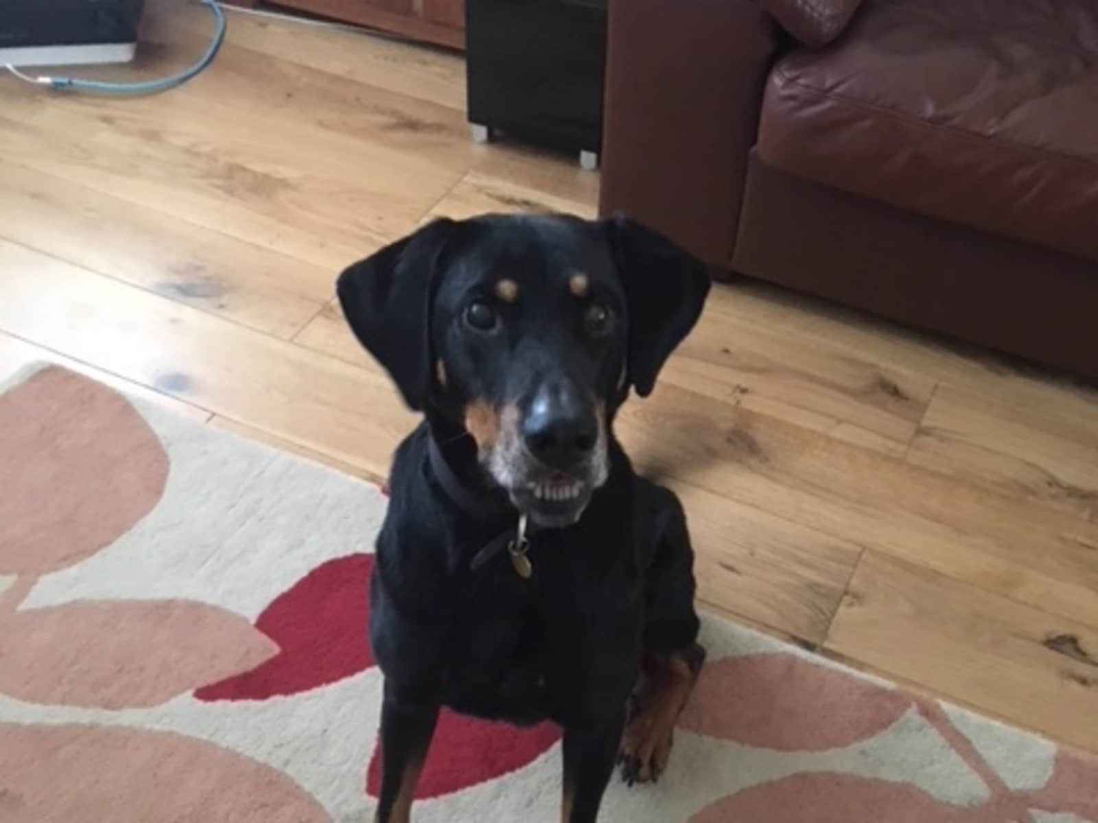 Housesitting assignment in Lymm, United Kingdom