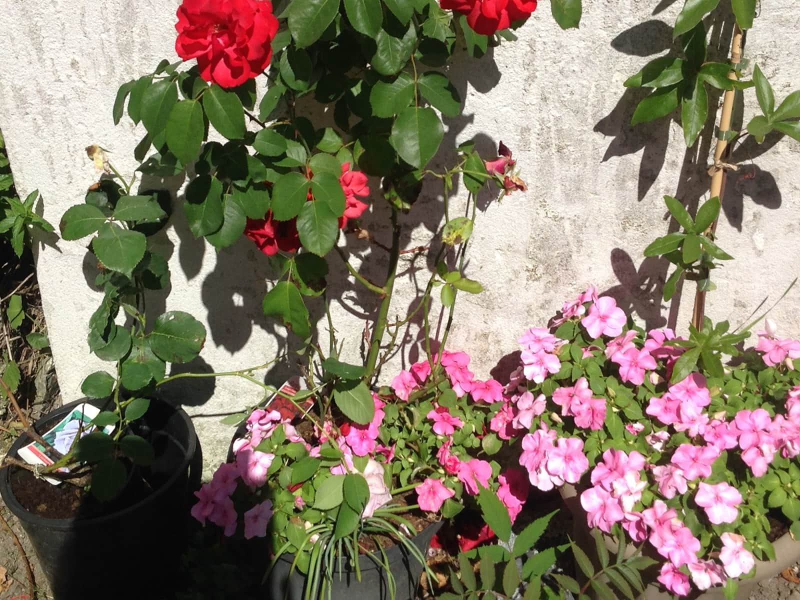 Housesitting assignment in Cahir, Ireland