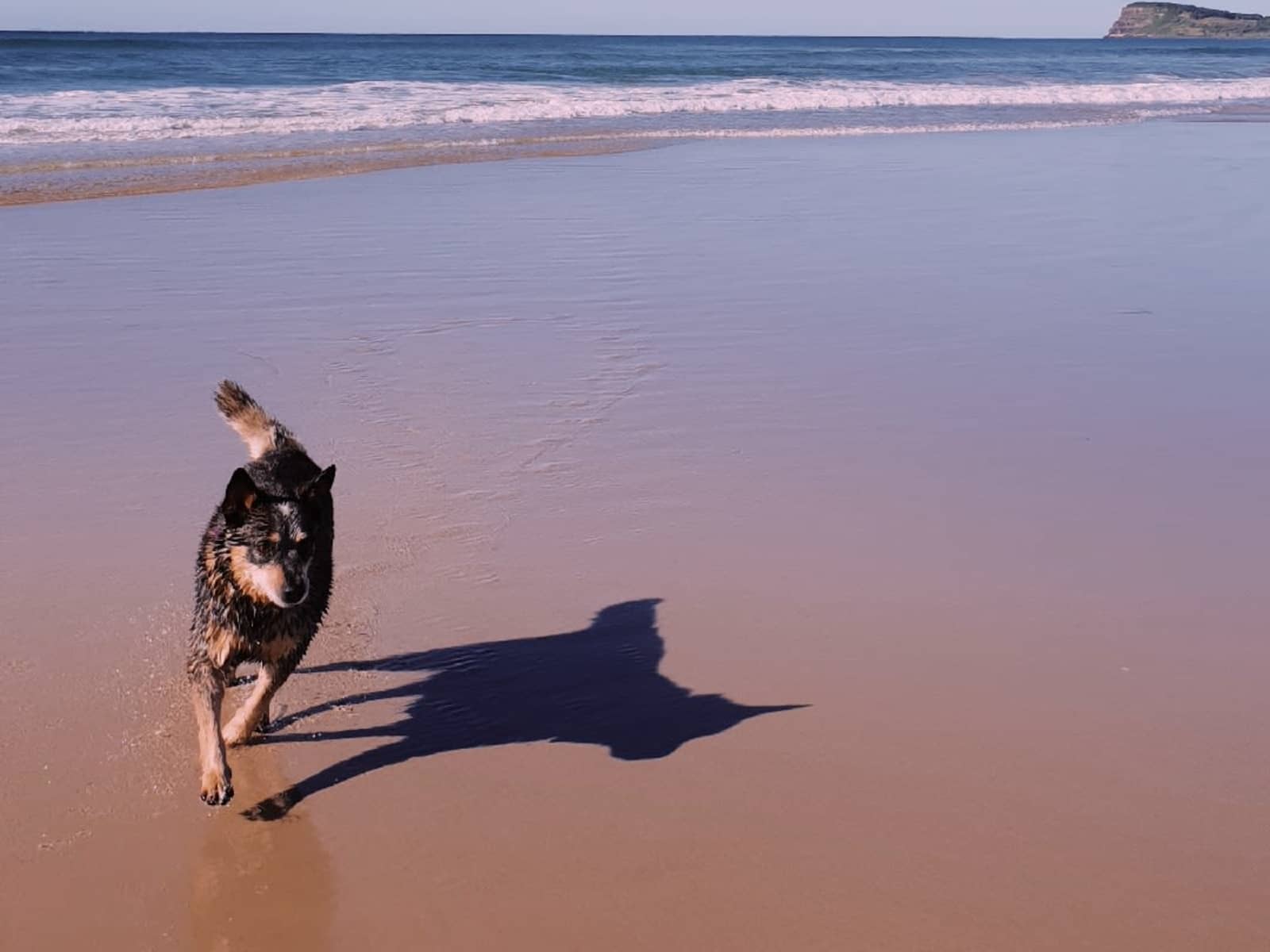 Housesitting assignment in Lismore, New South Wales, Australia