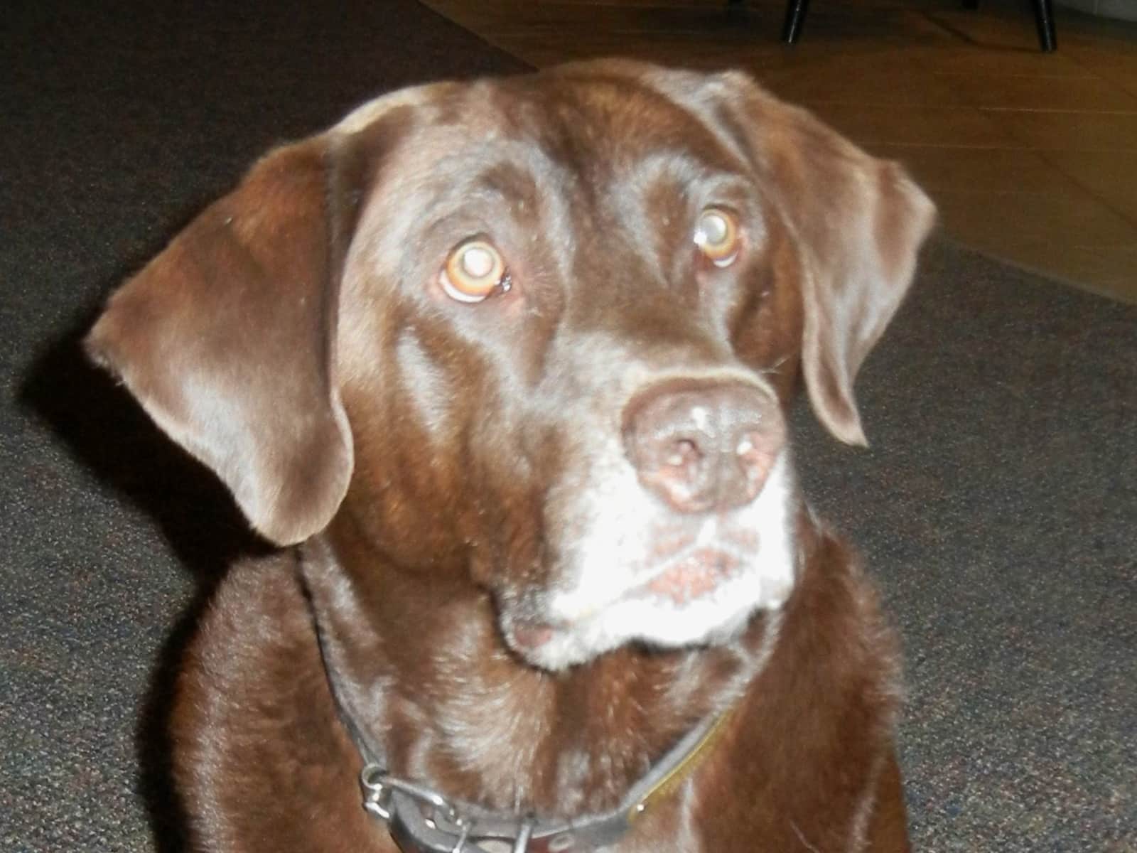 Housesitting assignment in Craig, Montana, United States