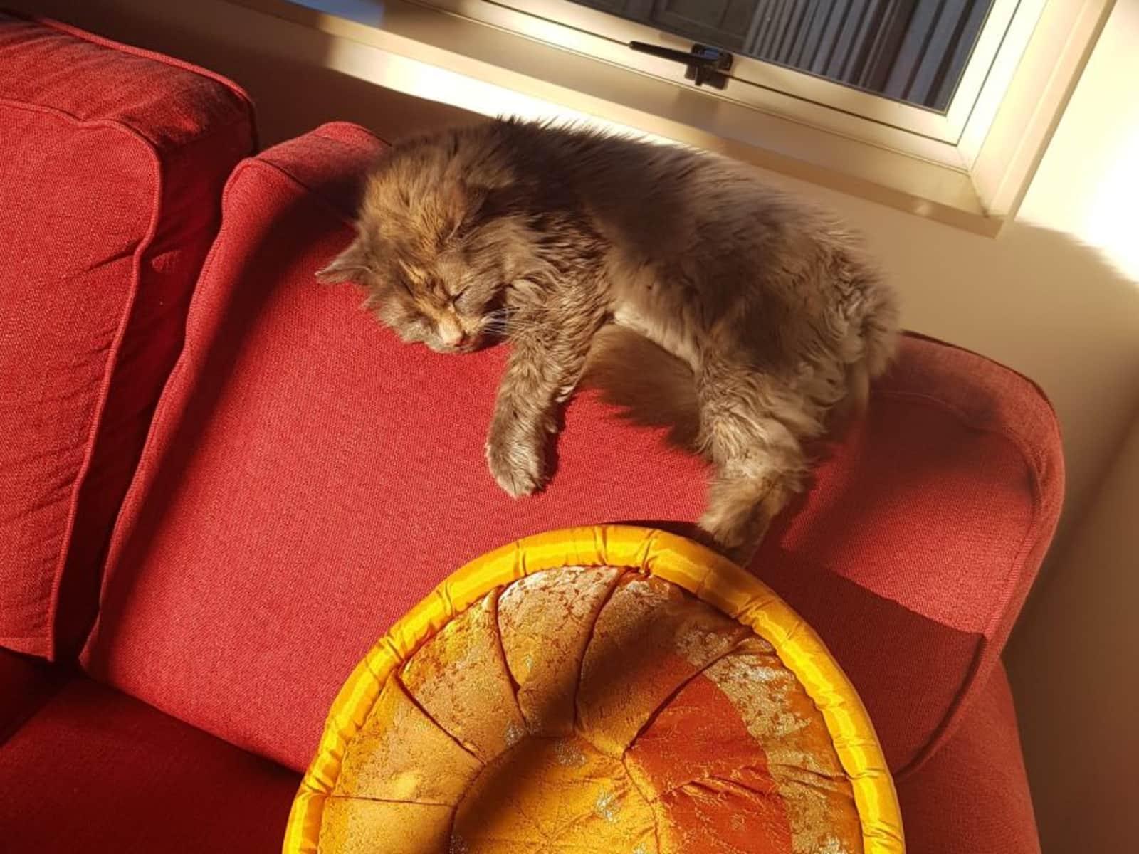 Housesitting assignment in Greymouth, New Zealand