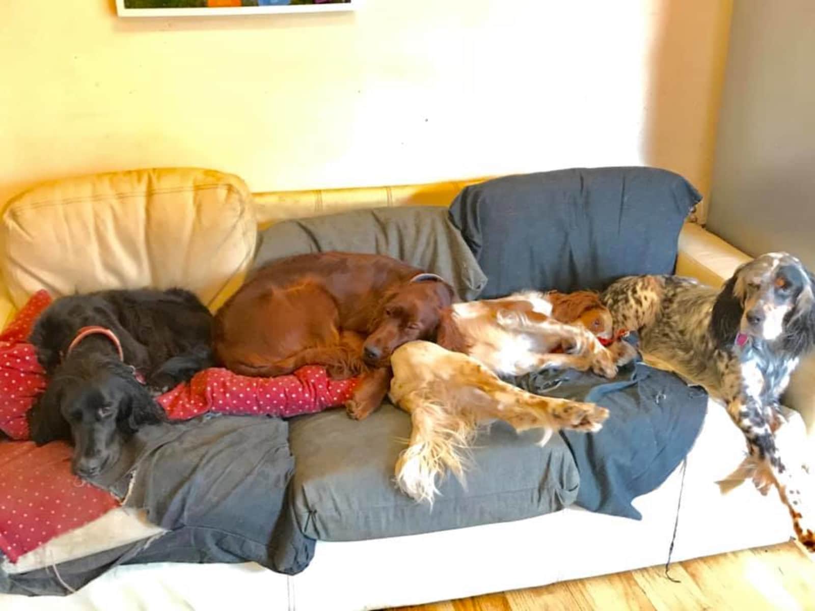 Housesitting assignment in Aldridge, United Kingdom