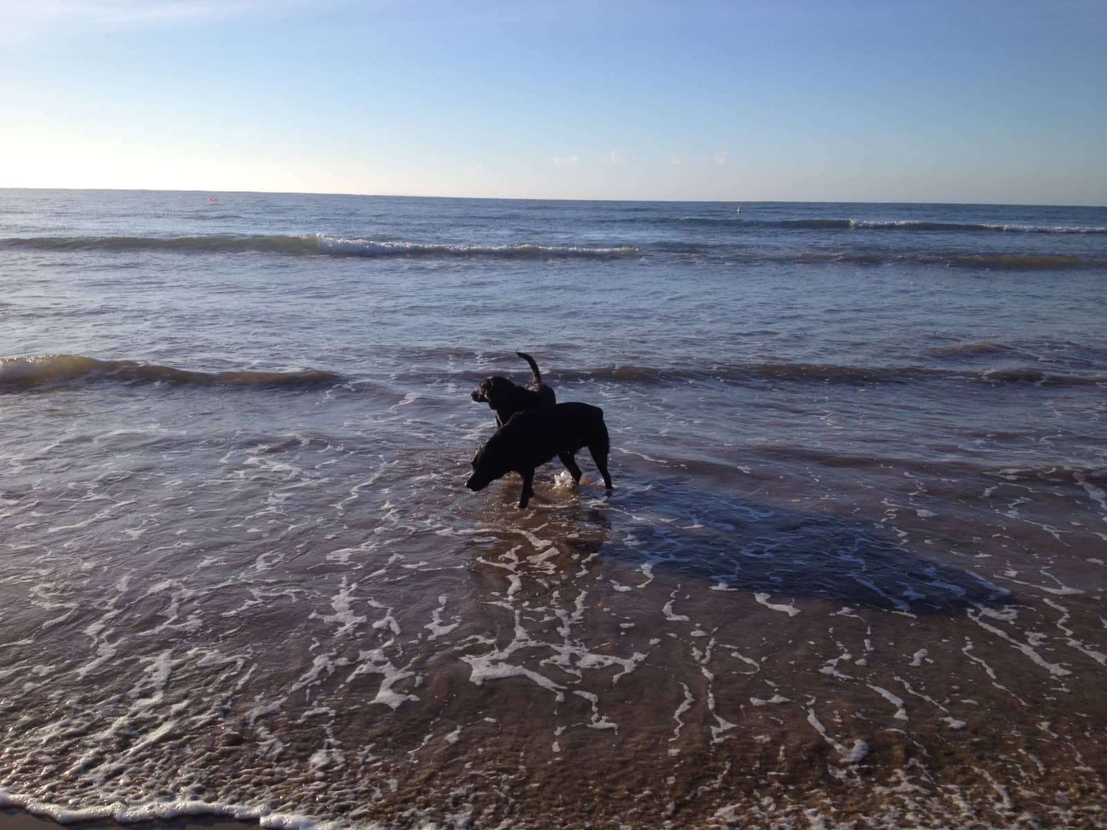 Housesitting assignment in Torquay, Victoria, Australia