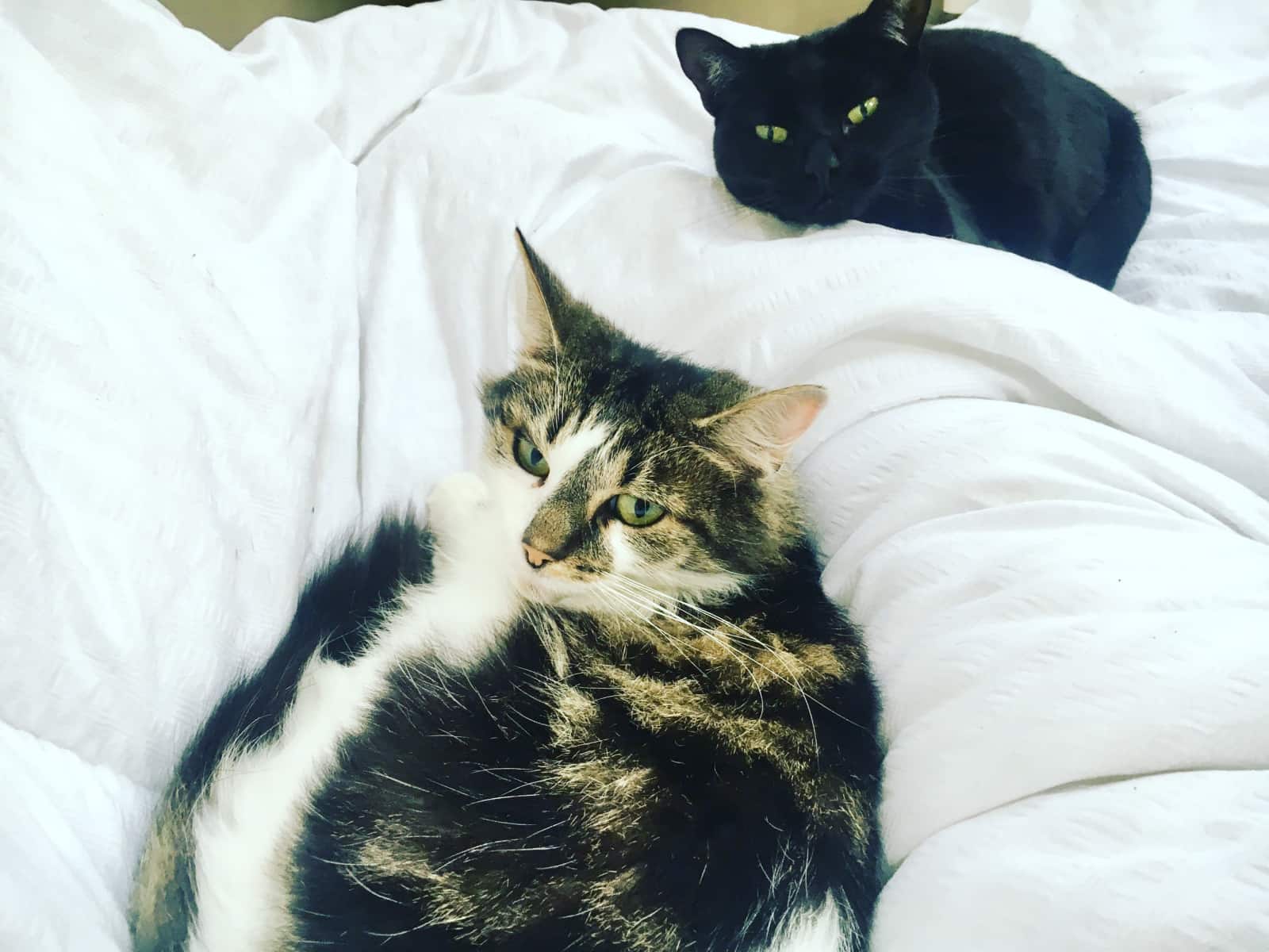 Housesitting assignment in Chiswick, United Kingdom