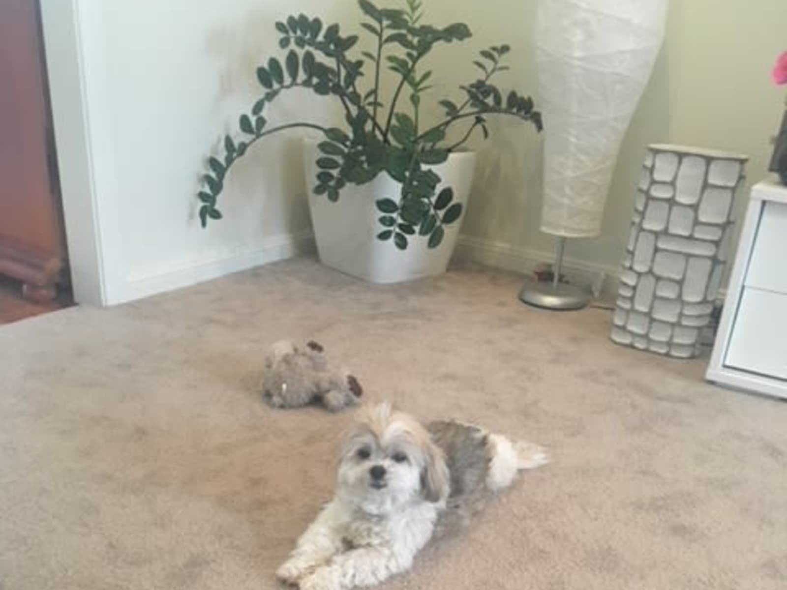 Housesitting assignment in Miranda, New South Wales, Australia