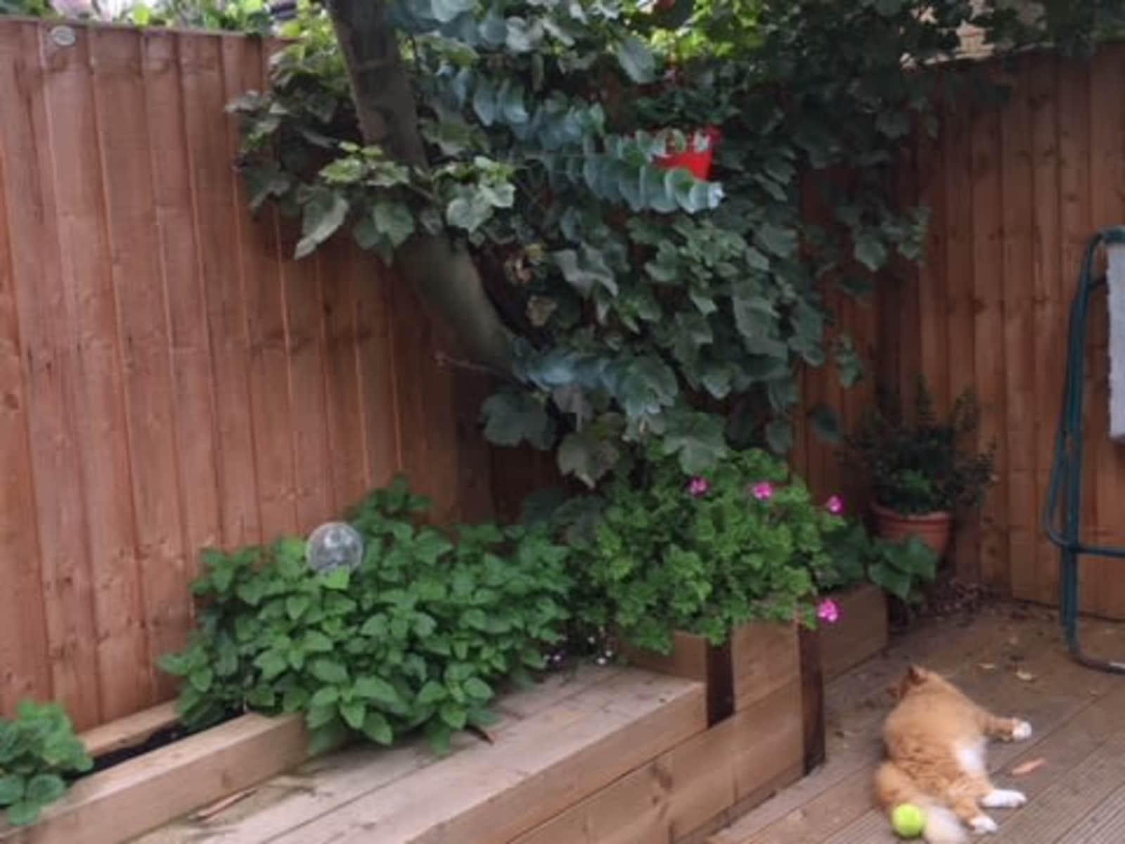 Housesitting assignment in Chiswick, United Kingdom