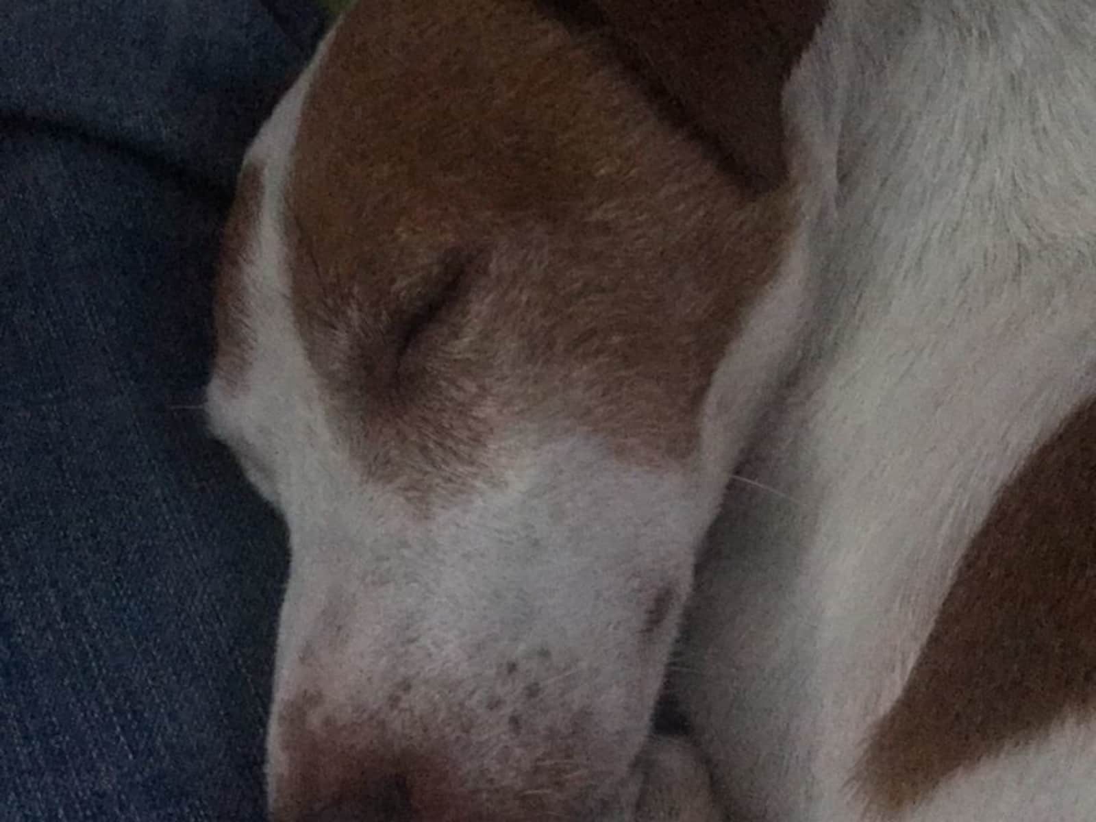 Housesitting assignment in Withernsea, United Kingdom